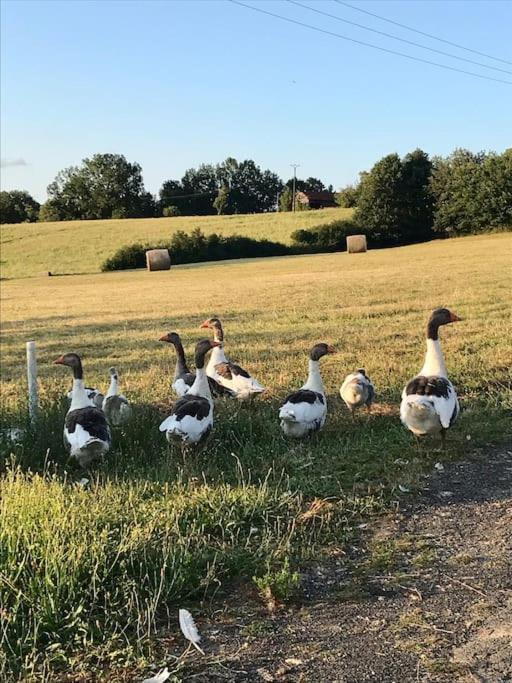 « Le Vieux Hangar » Gite A La Ferme Truffe 外观 照片